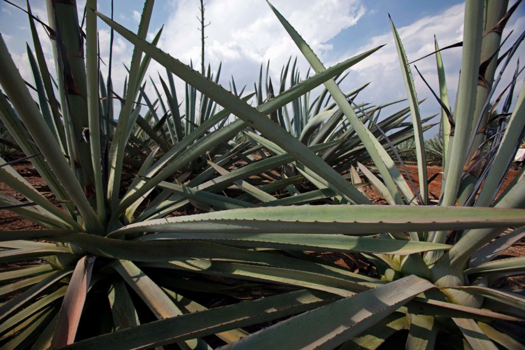 Green Colour Agave Plants