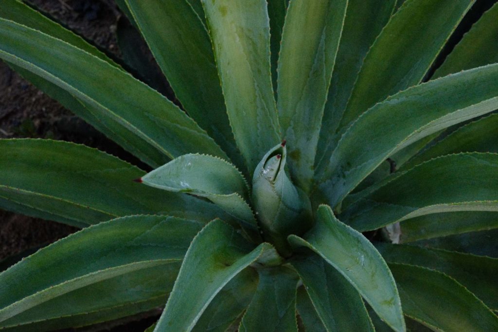 Photo of agave taken from above