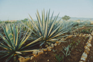 Photo of small and big agave